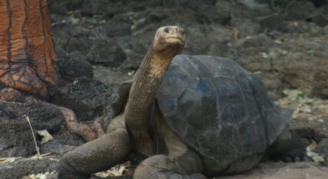 Lonesome George has relatives