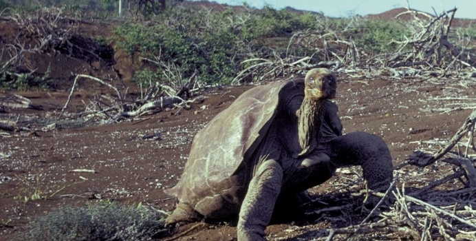 The power of Lonesome George